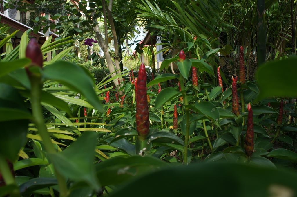 Palm Village Rawai Exterior photo